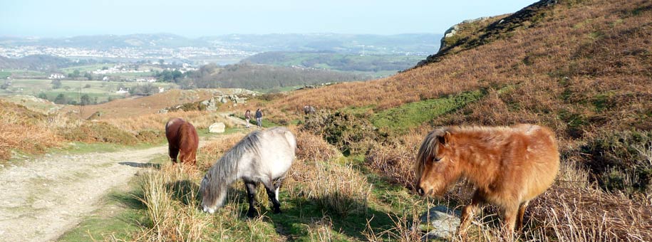 Spot the furry locals on the hills!