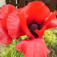 Everything's coming up beautifully