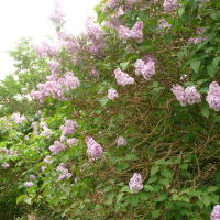 The Garden - Photo 7