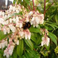 Spring coming to Warrandyte
